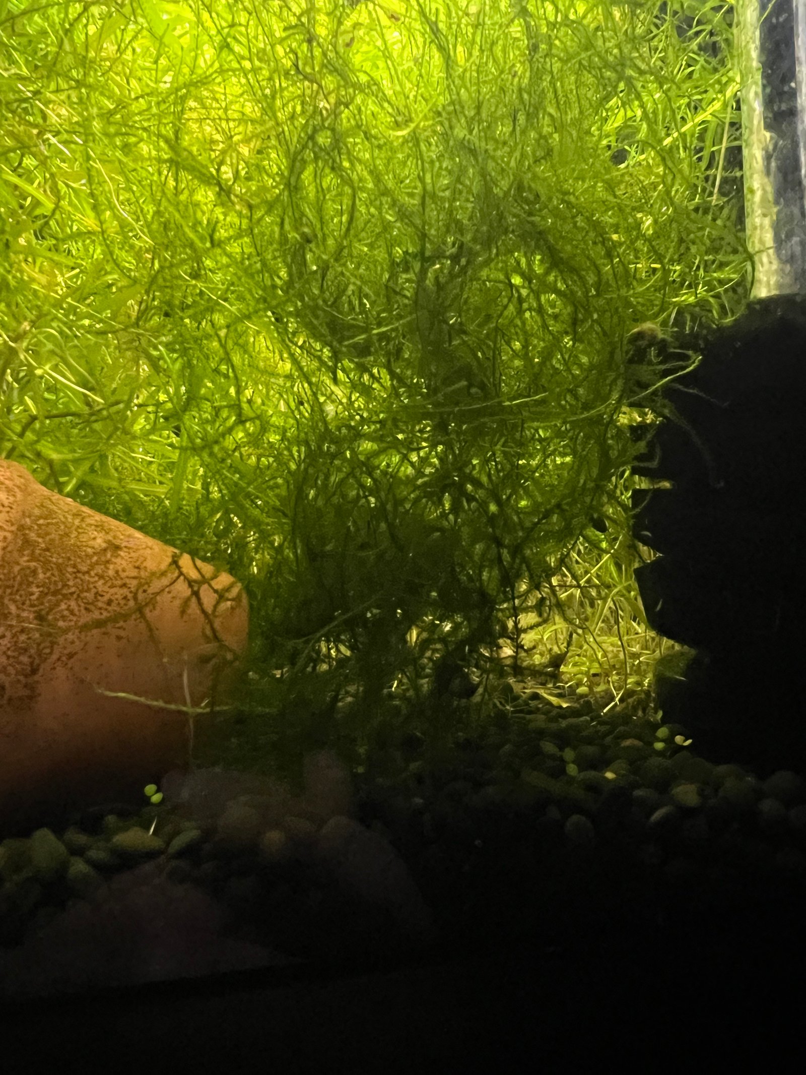 Java Moss